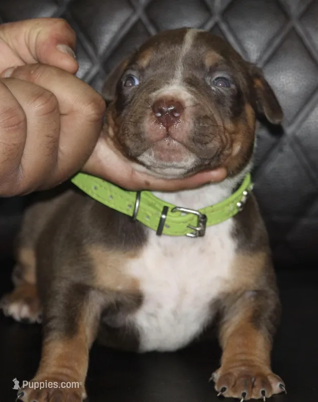 Hershey – American Bully puppy for sale in Fort Lauderdale, FL