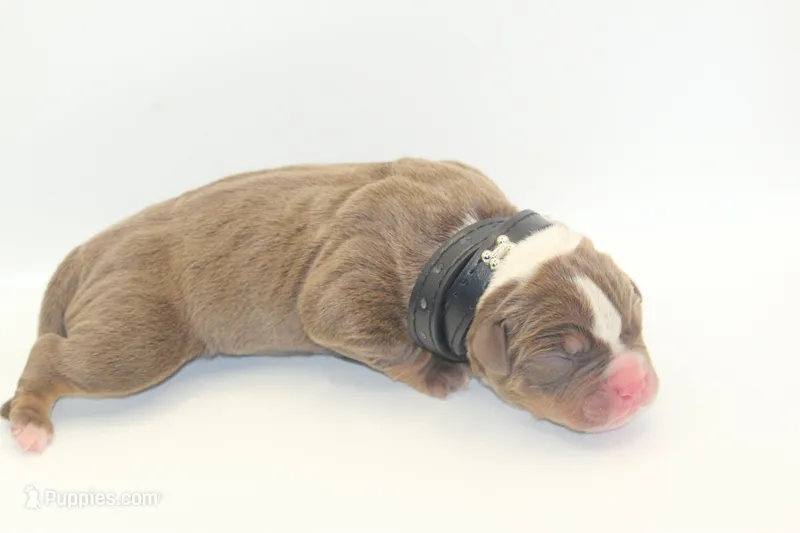 Huey – American Bully puppy for sale in Fort Lauderdale, FL