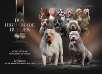 Huey, a male American Bully for sale in Fort Lauderdale, FL – Photo 3 of 7