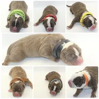 Hershey, a male American Bully for sale in Fort Lauderdale, FL – Photo 2 of 7