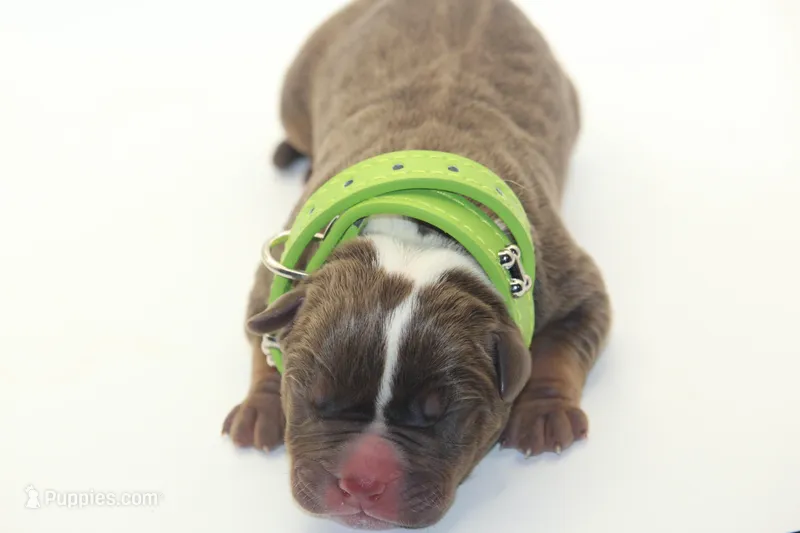 Hershey – American Bully puppy for sale in Fort Lauderdale, FL