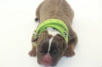Hershey, a male American Bully for sale in Fort Lauderdale, FL – Photo 1 of 7