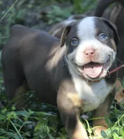 Gucci, a male American Bully for sale in Fort Lauderdale, FL – 2 of 9
