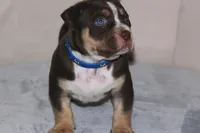Diesel , a male American Bully for sale in Fort Lauderdale, FL – 2 of 9