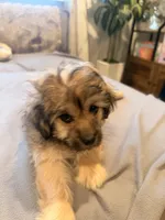 Lala, a female Shihpoo and Pomeranian for sale in Oakley, CA – 5 of 6