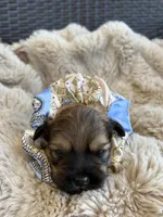 Bear, a male Shihpoo for sale in Oakley, CA – 3 of 6