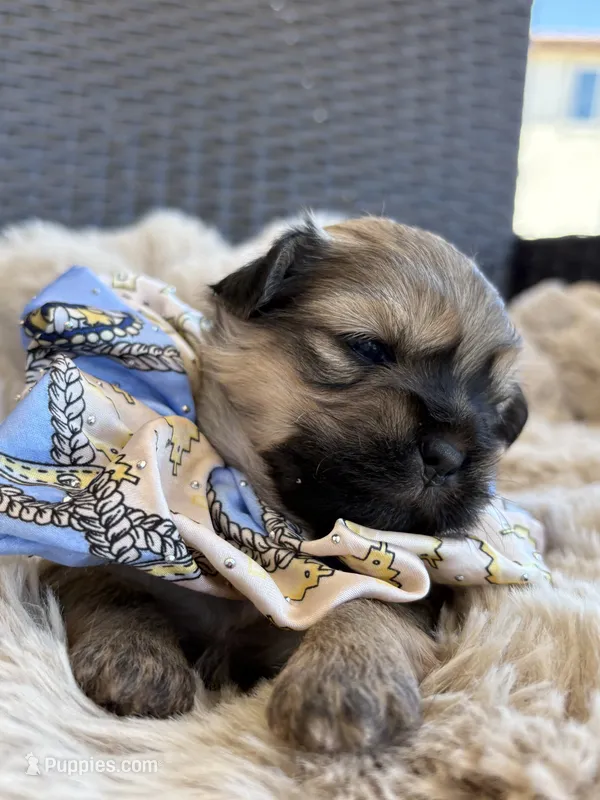 Duke – Shihpoo puppy for sale in Oakley, CA
