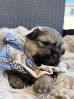 Duke, a male Shihpoo for sale in Oakley, CA – 1 of 5