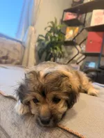 Lala, a female Shihpoo and Pomeranian for sale in Oakley, CA – 3 of 6