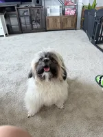 Duke, a male Shihpoo for sale in Oakley, CA – 4 of 5