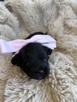 Daisy , a female Shihpoo for sale in Oakley, CA – 2 of 6