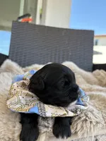 Rocky, a male Shihpoo for sale in Oakley, CA – 3 of 5