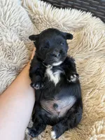 Rocky, a male Shihpoo for sale in Oakley, CA – 1 of 5