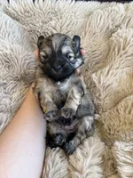 Coco, a female Shihpoo for sale in Oakley, CA – 1 of 4