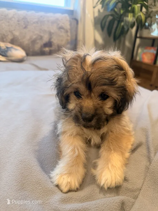 Lala – Shihpoo, Pomeranian puppy for sale in Oakley, CA