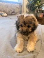 Lala, a female Shihpoo and Pomeranian for sale in Oakley, CA – 1 of 6
