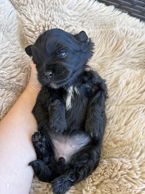 Daisy  – Shihpoo puppy for sale in Oakley, CA