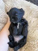 Daisy , a female Shihpoo for sale in Oakley, CA – 1 of 6