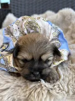 Duke, a male Shihpoo for sale in Oakley, CA – 2 of 5