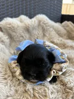 Rocky, a male Shihpoo for sale in Oakley, CA – 2 of 5