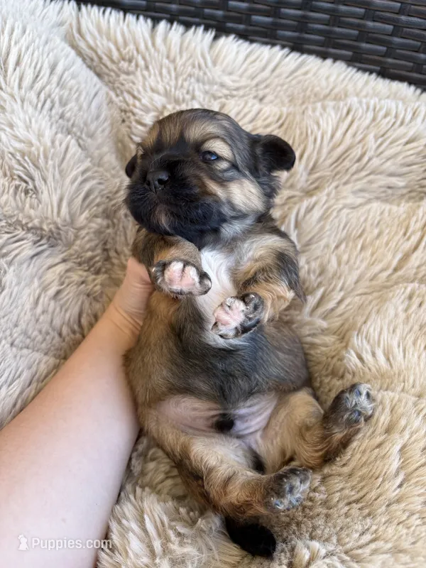 Bear – Shihpoo puppy for sale in Oakley, CA
