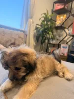 Lala, a female Shihpoo and Pomeranian for sale in Oakley, CA – 2 of 6