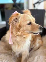 Rocky, a male Shihpoo for sale in Oakley, CA – 5 of 5
