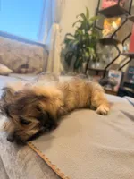 Lala, a female Shihpoo and Pomeranian for sale in Oakley, CA – 6 of 6