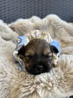 Bear, a male Shihpoo for sale in Oakley, CA – 2 of 6