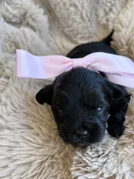 Daisy , a female Shihpoo for sale in Oakley, CA – 3 of 6