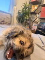 Lala, a female Shihpoo and Pomeranian for sale in Oakley, CA – 4 of 6