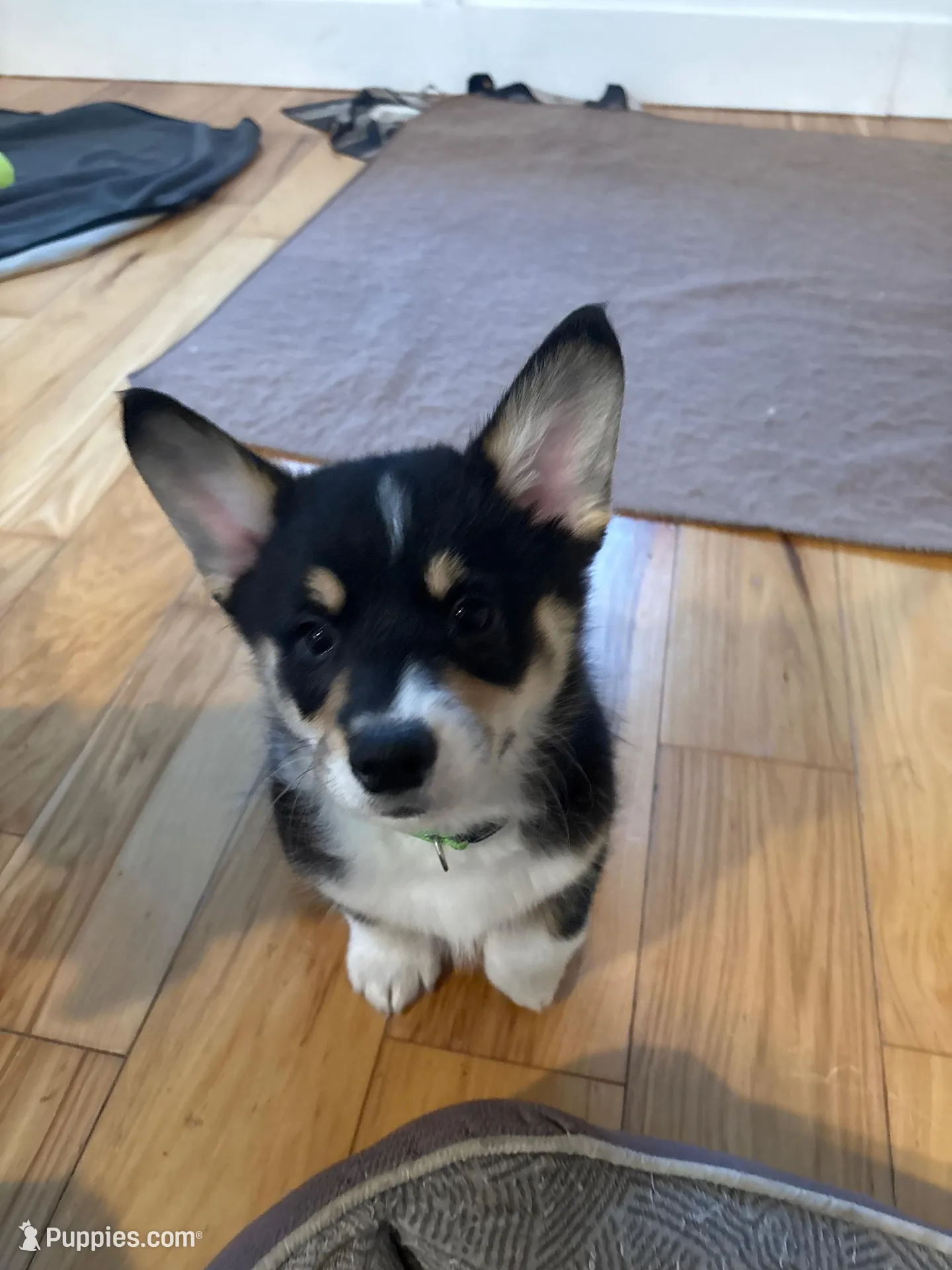 Frank, a male Pembroke Welsh Corgi for sale in Greenville, MI – Photo 4 of 4
