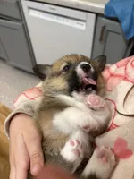 Reba, a female Pembroke Welsh Corgi for sale in Greenville, MI – 2 of 3