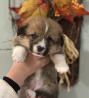 Reba, a female Pembroke Welsh Corgi for sale in Greenville, MI – 3 of 3