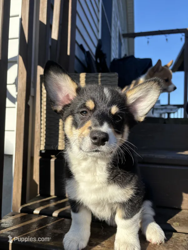 Frank – Pembroke Welsh Corgi puppy for sale in Greenville, MI