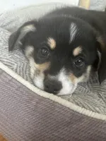 Frank, a male Pembroke Welsh Corgi for sale in Greenville, MI – Photo 2 of 4