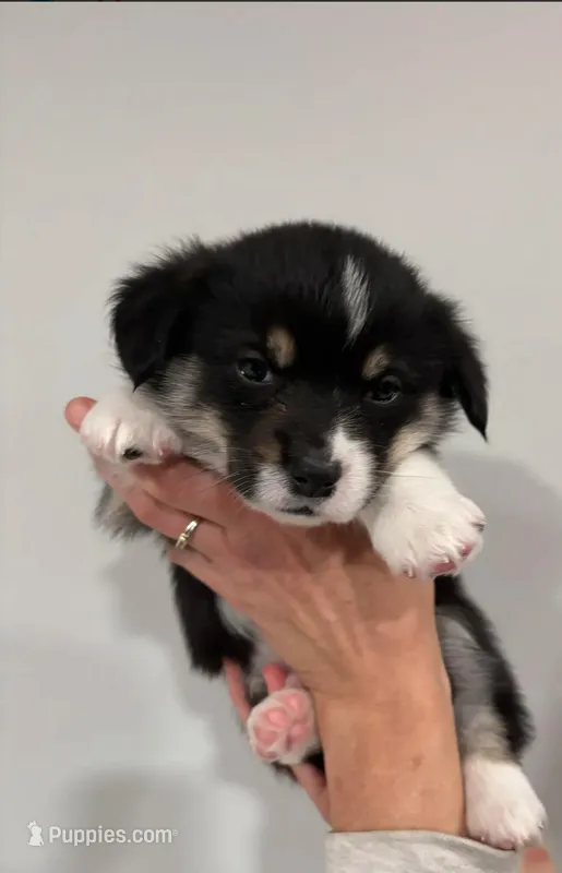 Frank – Pembroke Welsh Corgi puppy for sale in Greenville, MI