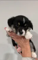 Frank, a male Pembroke Welsh Corgi for sale in Greenville, MI – Photo 1 of 4