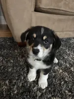 Frank, a male Pembroke Welsh Corgi for sale in Greenville, MI – Photo 3 of 4