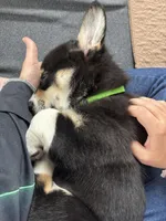 Frank, a male Pembroke Welsh Corgi for sale in Greenville, MI – Photo 6 of 6