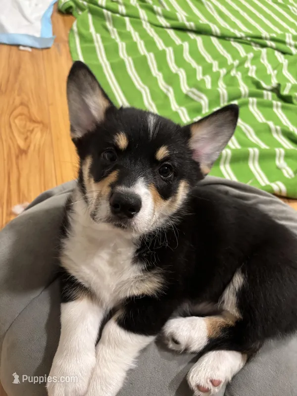Frank – Pembroke Welsh Corgi puppy for sale in Greenville, MI
