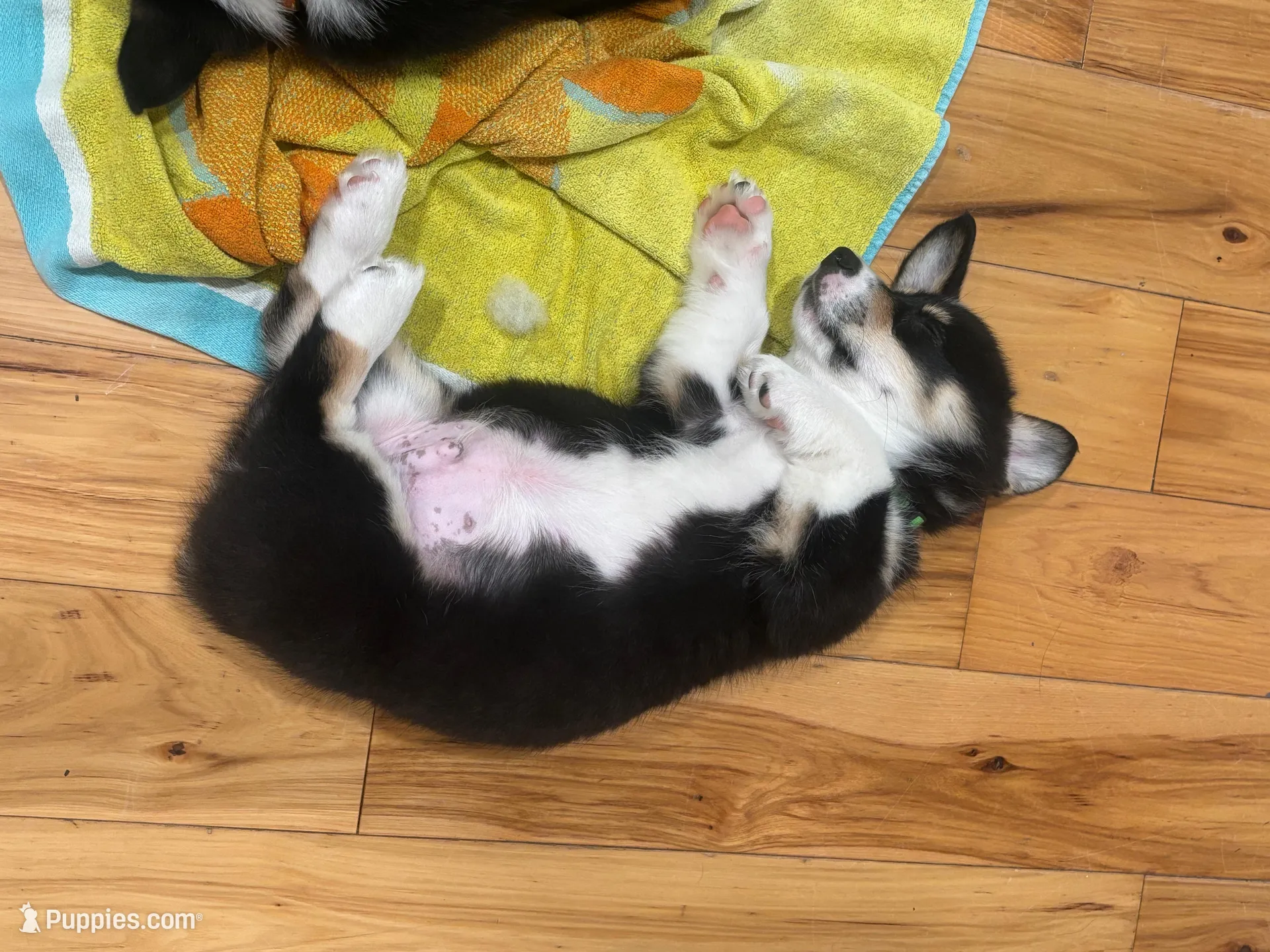 Frank, a male Pembroke Welsh Corgi for sale in Greenville, MI – Photo 5 of 6