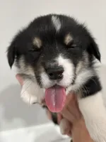 Frank, a male Pembroke Welsh Corgi for sale in Greenville, MI – Photo 3 of 3