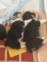 Frank, a male Pembroke Welsh Corgi for sale in Greenville, MI – Photo 2 of 3