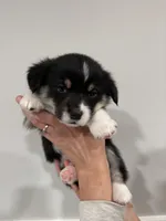 Frank, a male Pembroke Welsh Corgi for sale in Greenville, MI – Photo 1 of 3