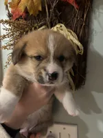 Willie, a male Pembroke Welsh Corgi for sale in Greenville, MI – 4 of 5