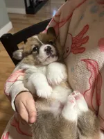 Dolly, a female Pembroke Welsh Corgi for sale in Greenville, MI – 2 of 4