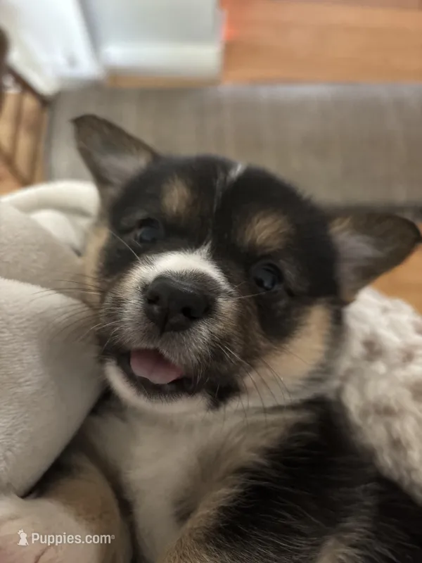 Patsy – Pembroke Welsh Corgi puppy for sale in Greenville, MI