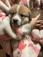 Willie, a male Pembroke Welsh Corgi for sale in Greenville, MI – 5 of 5