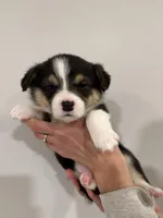 Margaret, a female Pembroke Welsh Corgi for sale in Greenville, MI – Photo 2 of 2